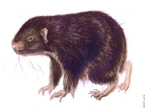 Point Area Mountain Beaver