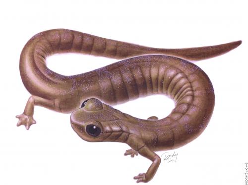 Illustration - Batrachoseps aridus, the desert slender salamander