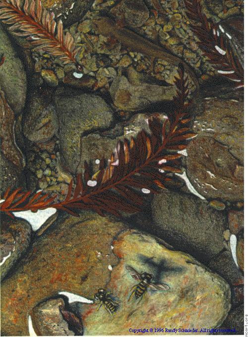 Illustration - Dicamptodon ensatus, the Pacific giant salamander