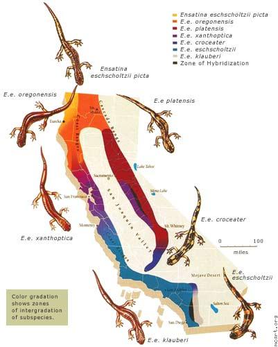 Illustration - Ring Species: Salamanders