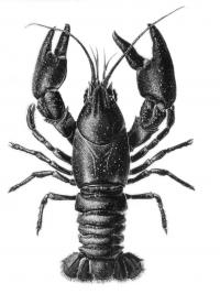 Illustration - Endangered Shasta Crayfish