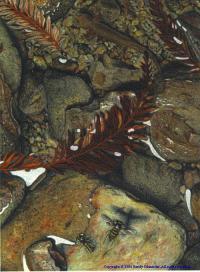 Illustration - Dicamptodon ensatus, the Pacific giant salamander