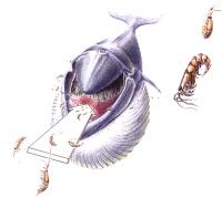 Illustration - Endangered Blue Whale Feeding
