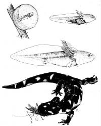 Illustration - Endangered California Tiger Salamander
