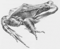 California red-legged frog, Rana aurora draytonii